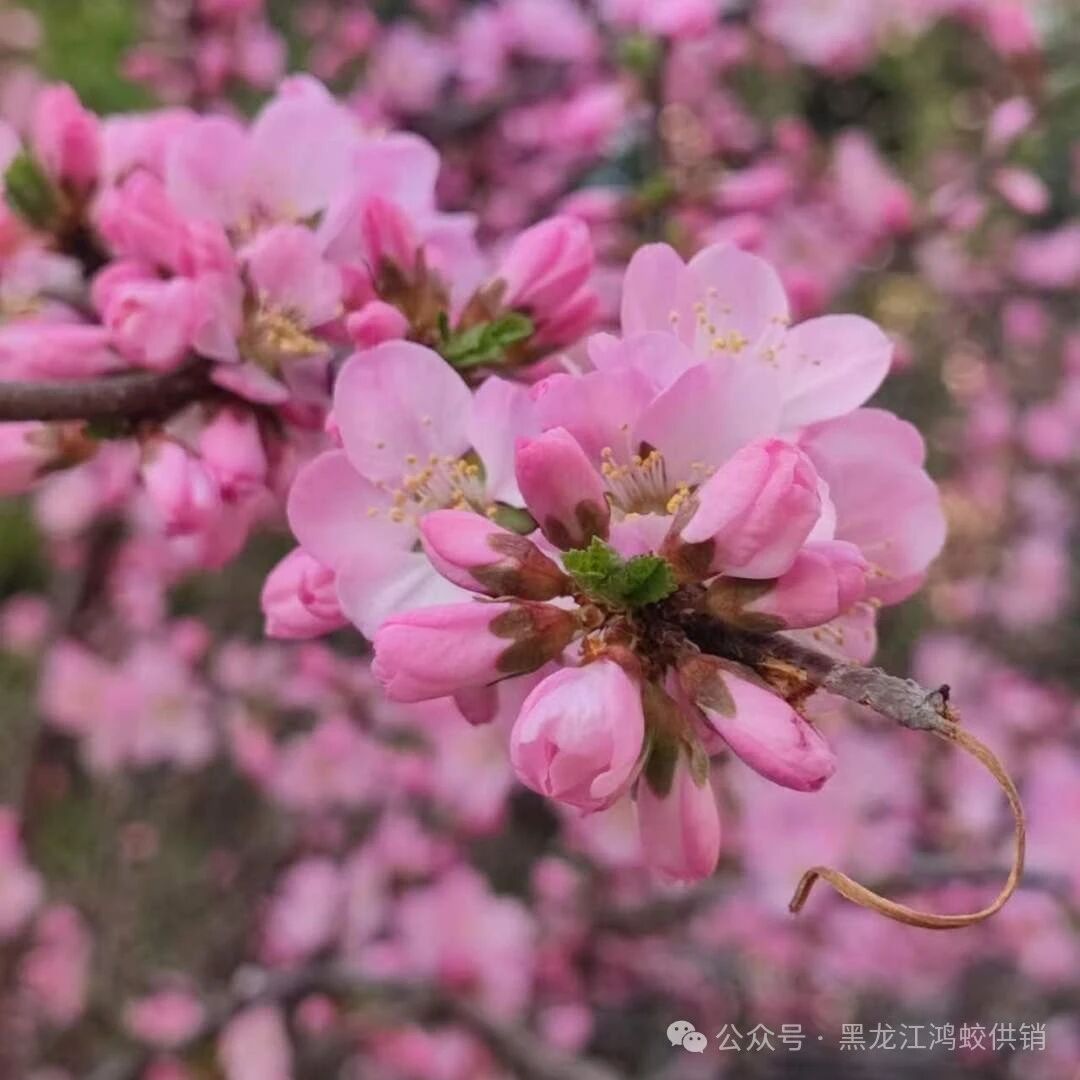 鸿蛟聚力 春野同行——鸿蛟供销组织开展五一户外团建活动